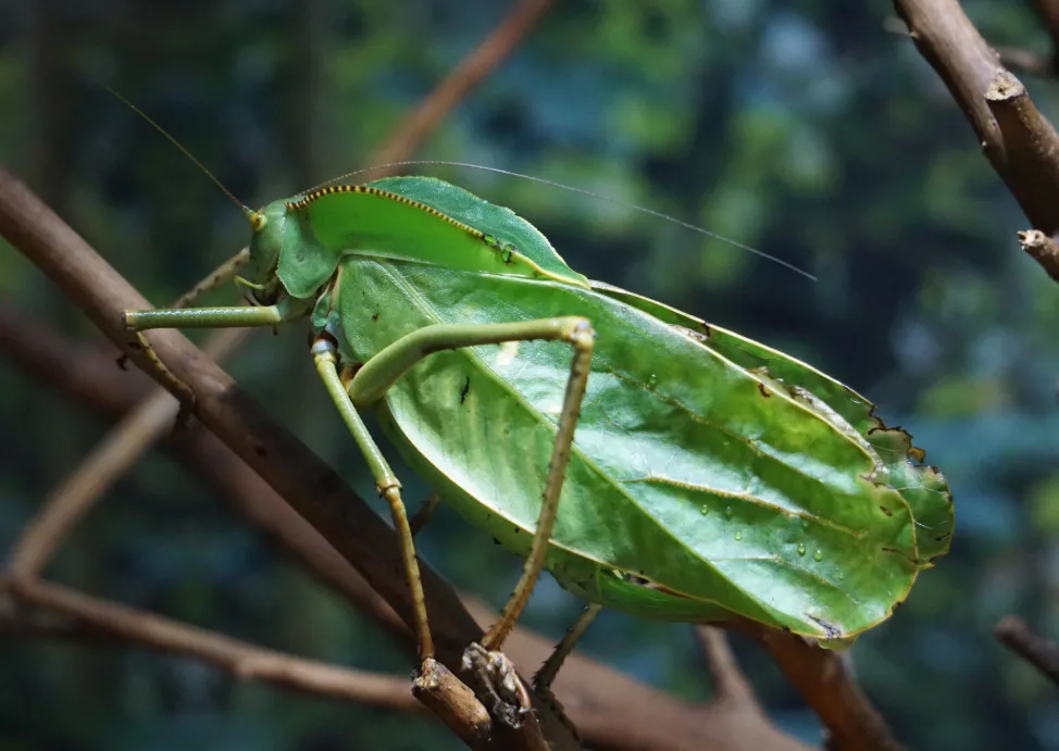 Foto von Siliquofera grandis
