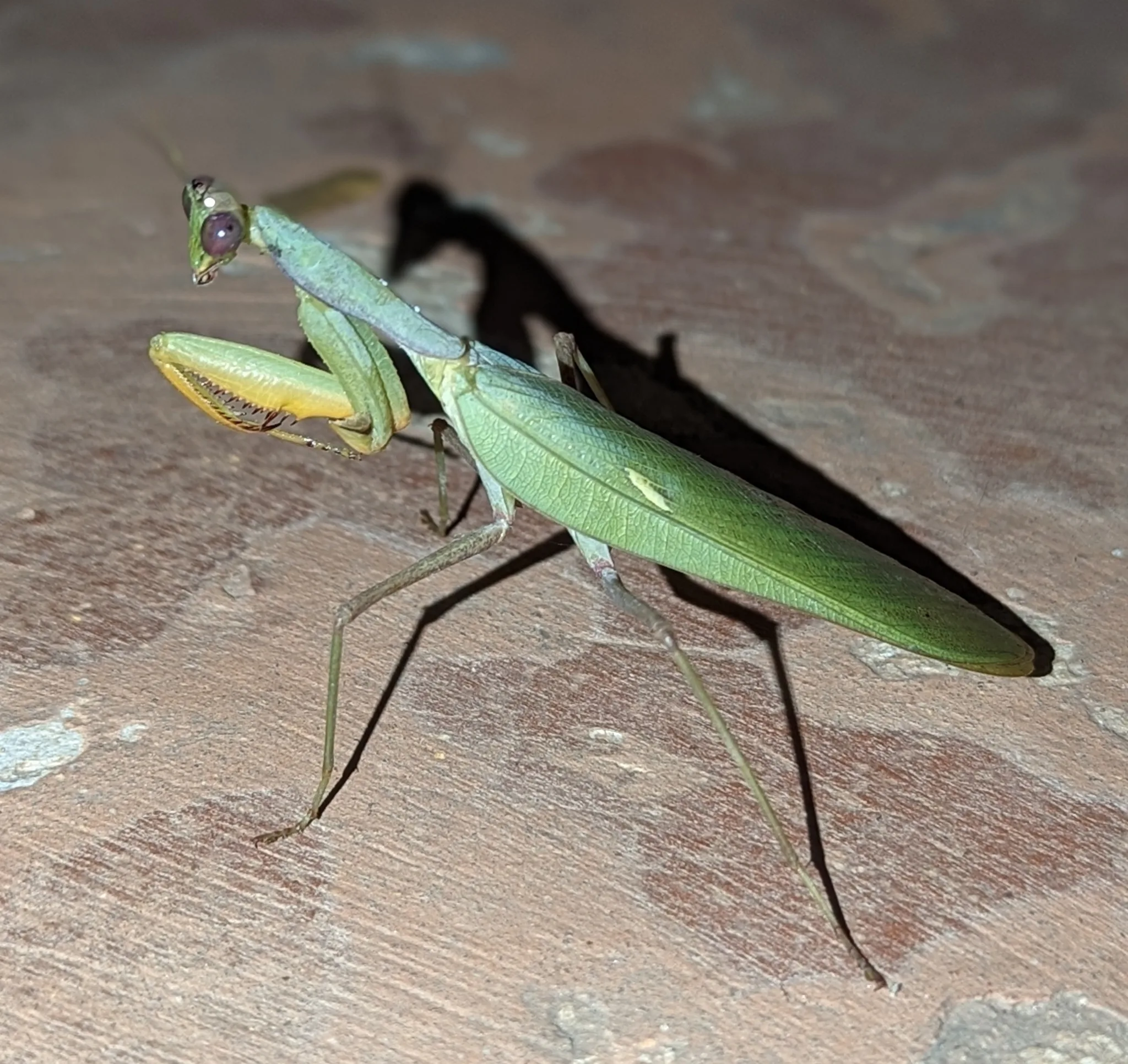 Foto von Sphodromantis lineola