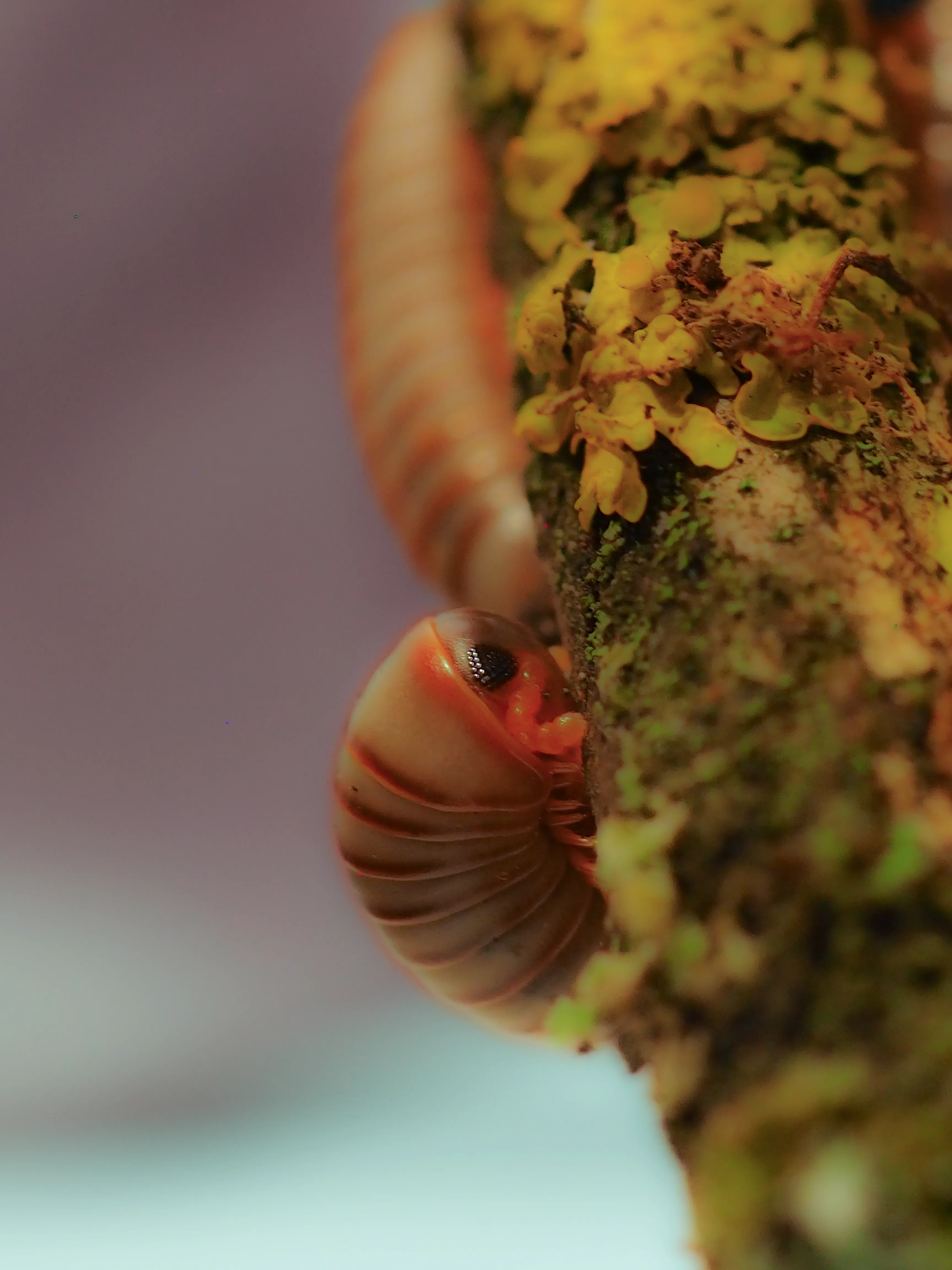 Foto von Spirobolus caudulanus