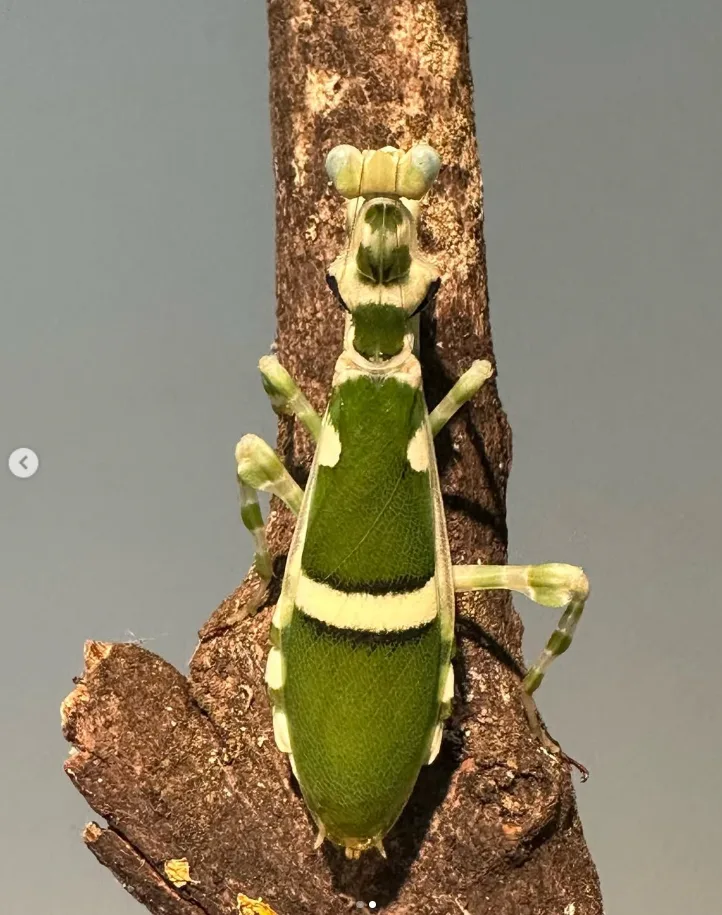 Theopropus cattulus — Bild 2 von 2