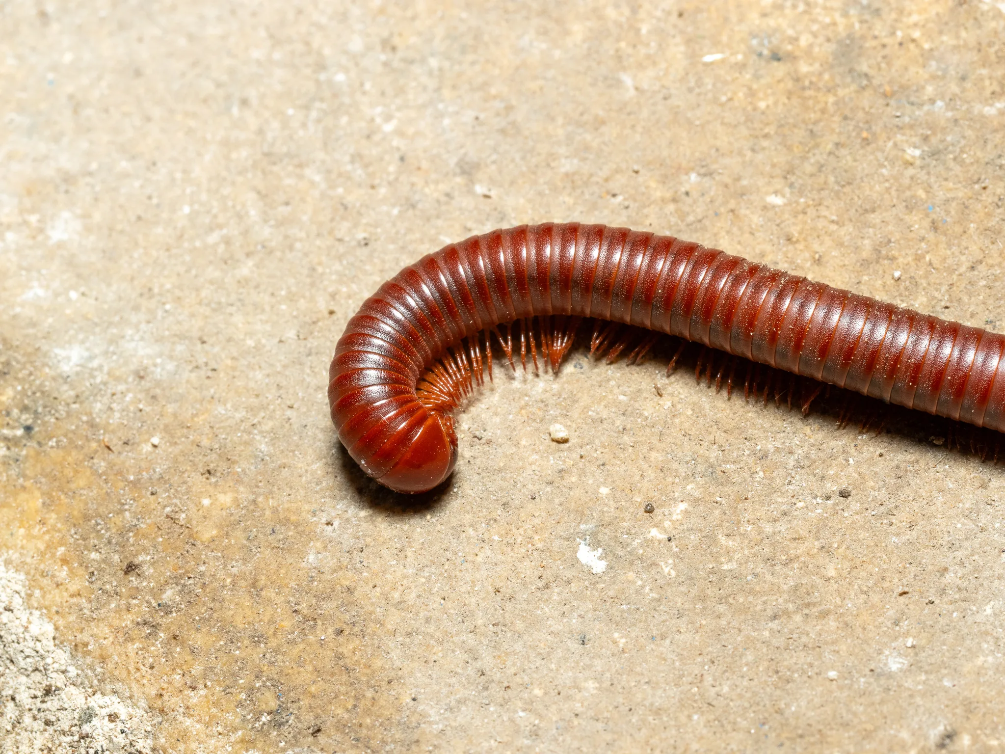 Foto von Trigoniulus corallinus
