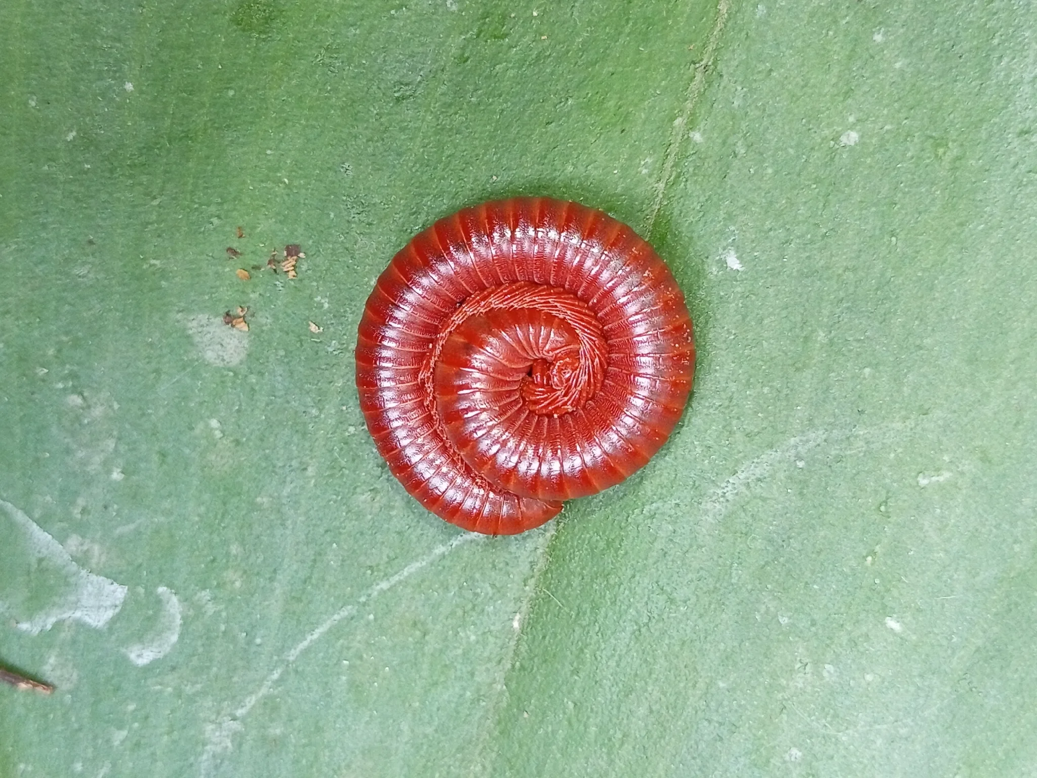 Trigoniulus corallinus — Bild 2 von 2