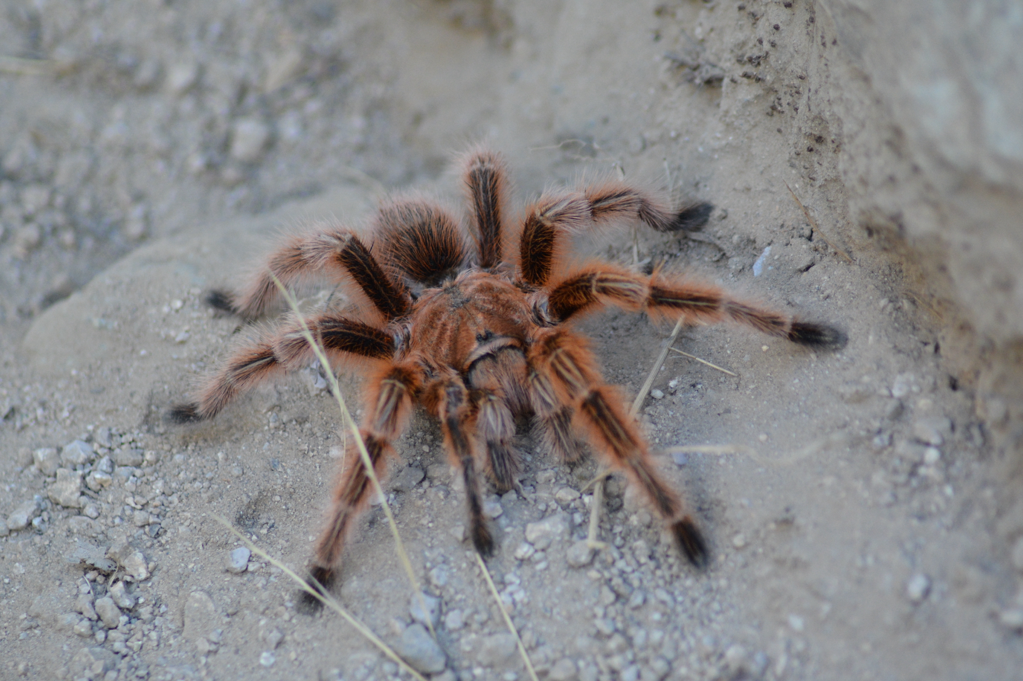 Foto von Grammostola rosea