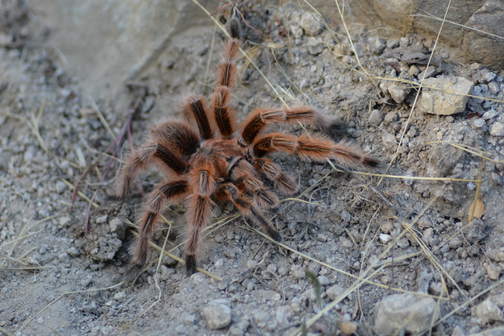 Grammostola rosea — Bild 2 von 3