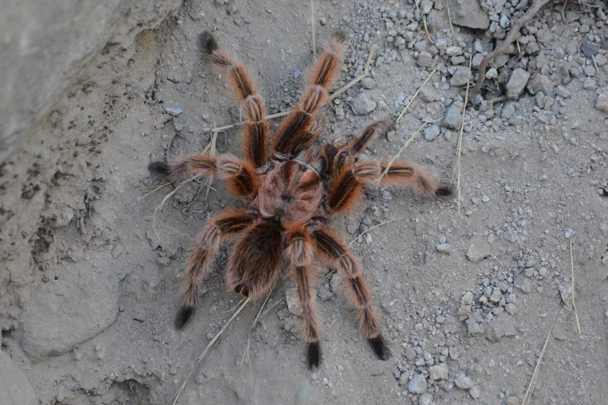 Grammostola rosea — Bild 3 von 3