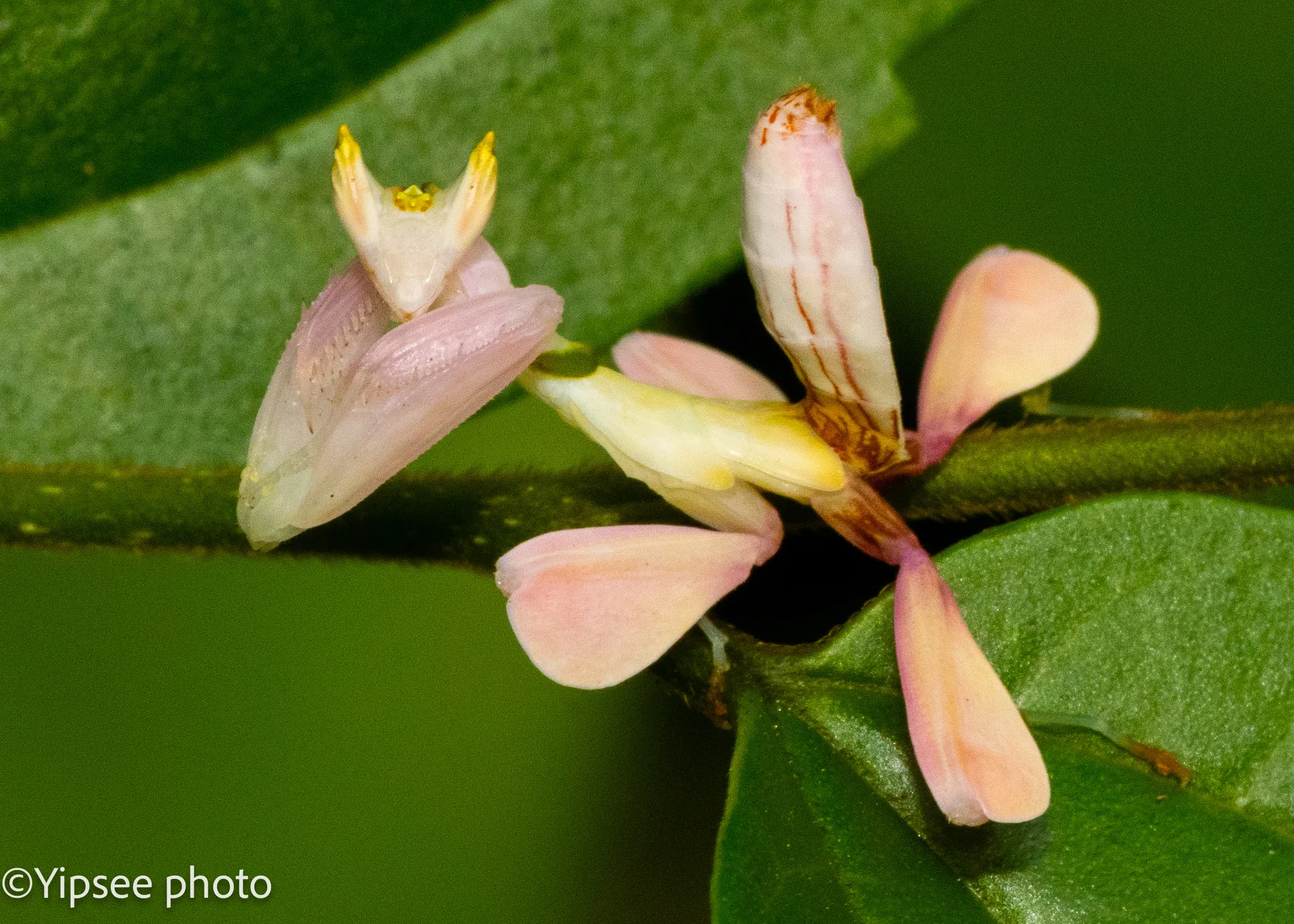 Foto von Hymenopus coronatus