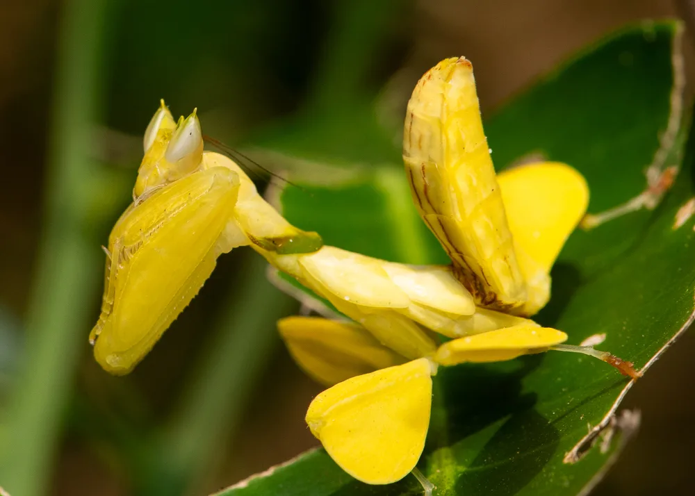 Hymenopus coronatus — Bild 3 von 4