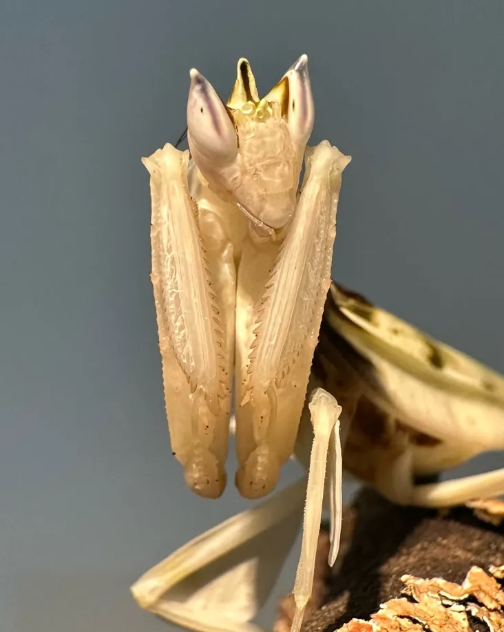 Hymenopus coronatus — Bild 4 von 4