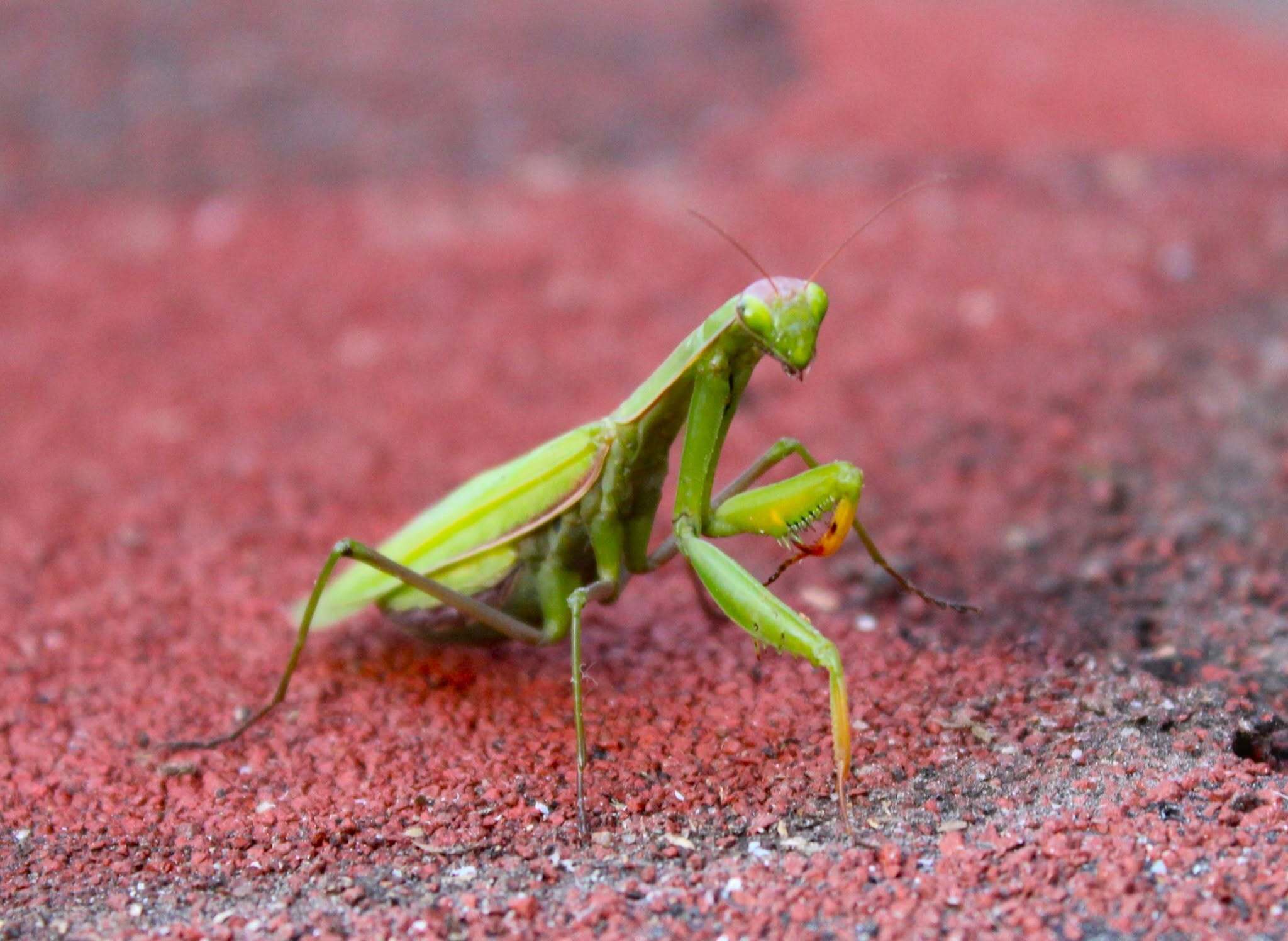 Foto von Mantis religiosa