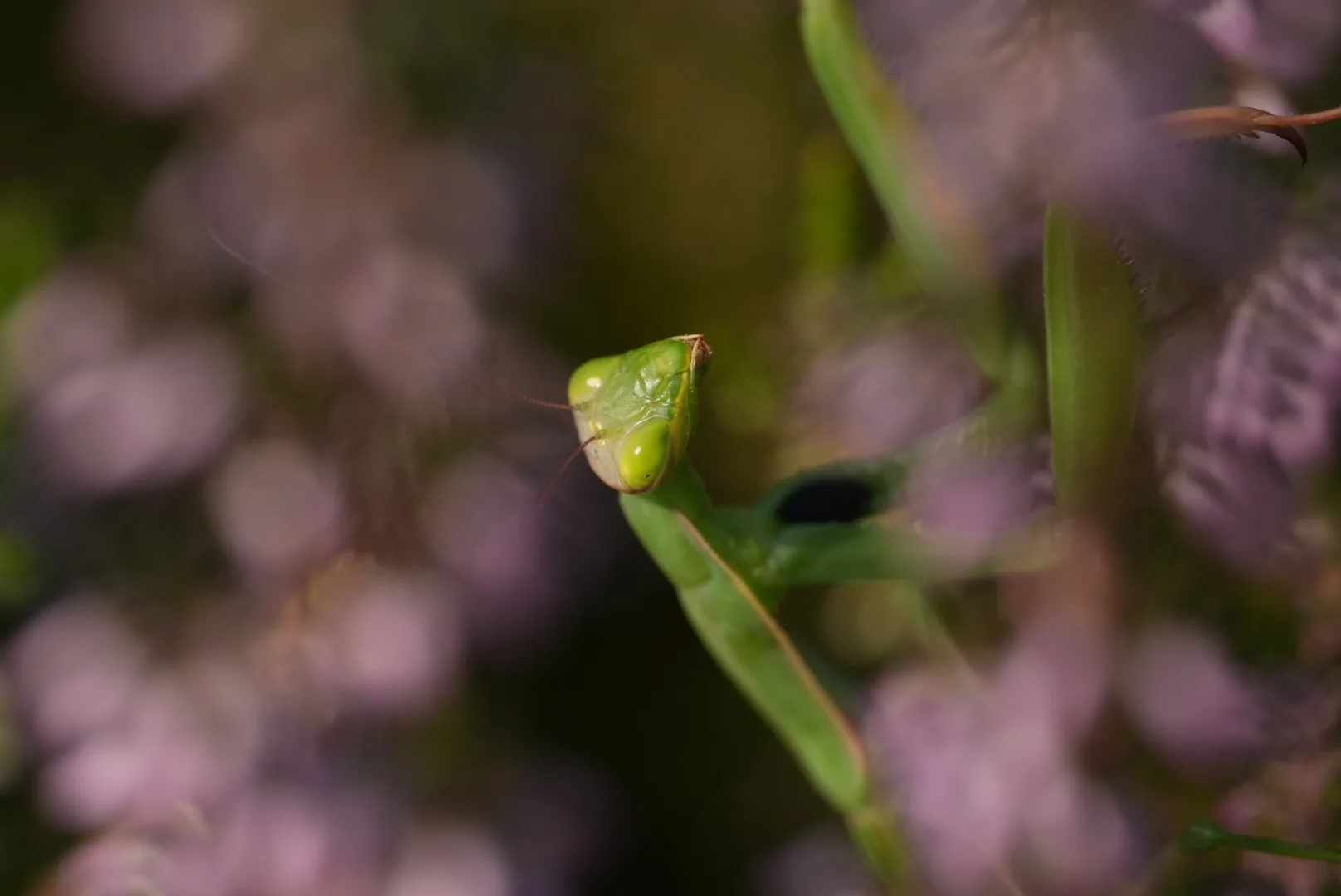 Mantis religiosa — Bild 2 von 3