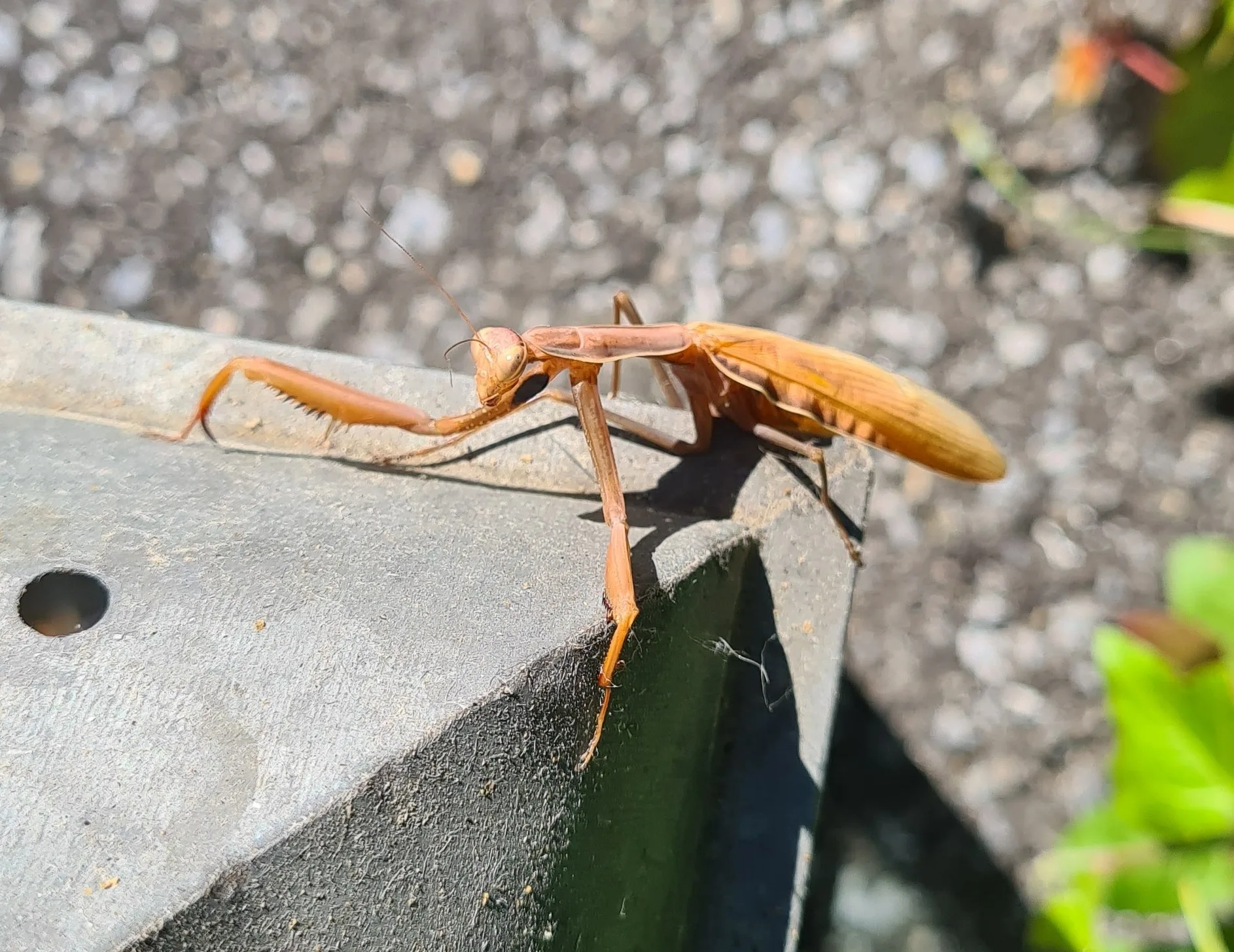 Mantis religiosa — Bild 3 von 3