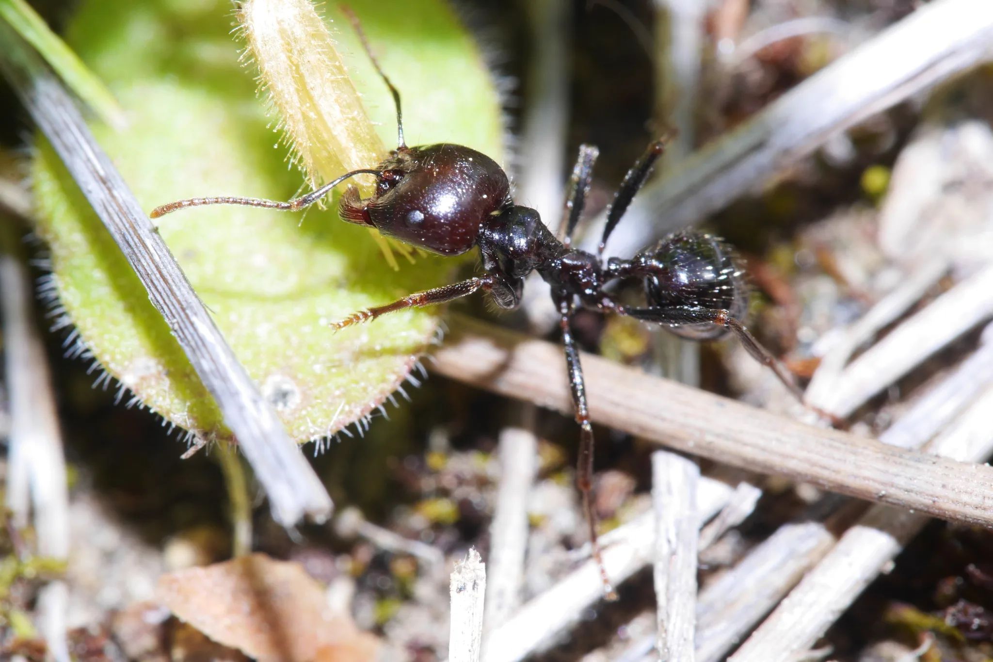 Messor barbarus — Bild 2 von 3