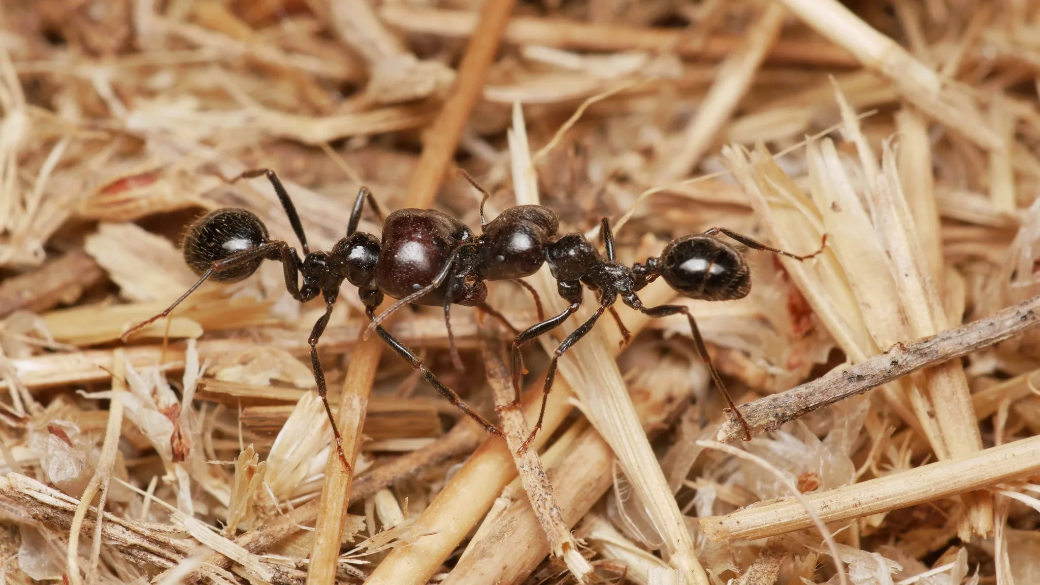 Messor barbarus — Bild 3 von 3