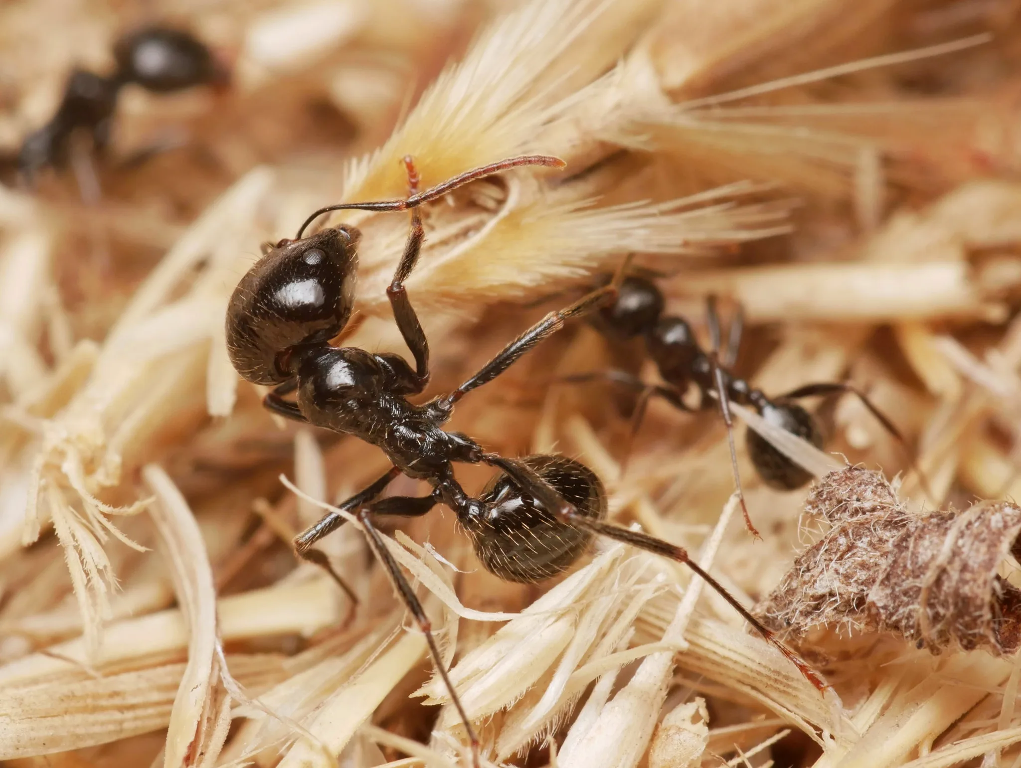 Foto von Messor barbarus