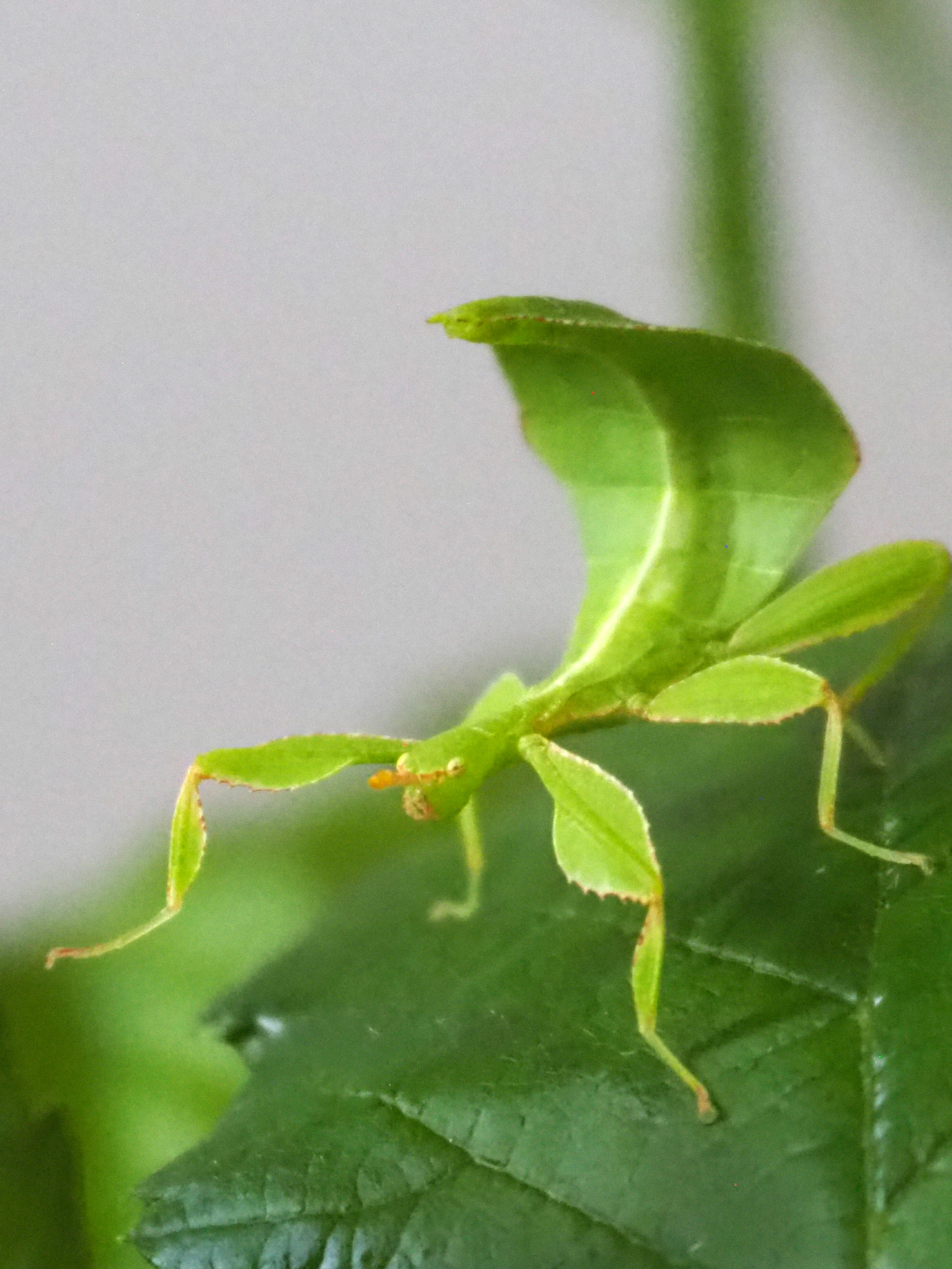 Phyllium philippinicum