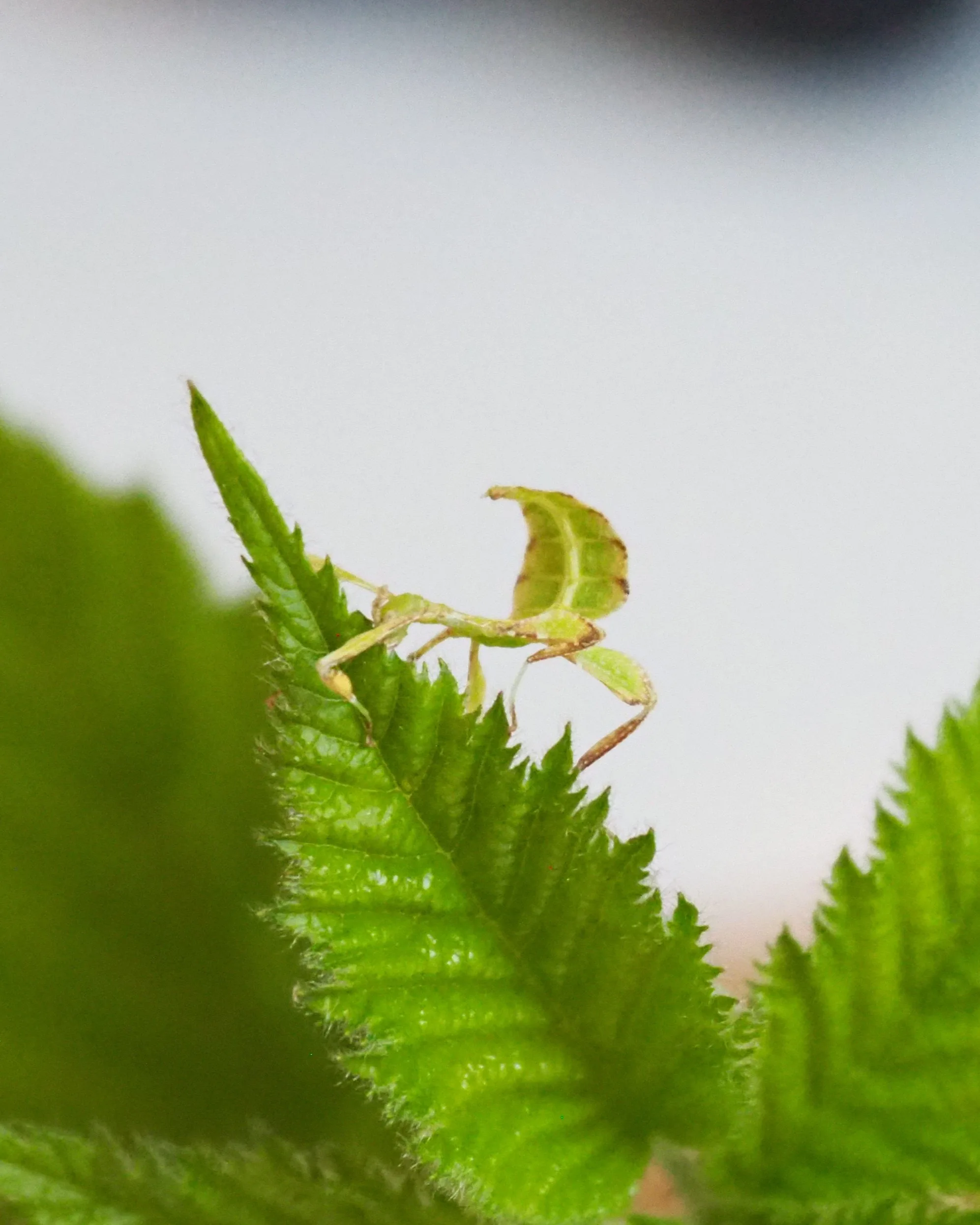 Phyllium philippinicum — Bild 2 von 2