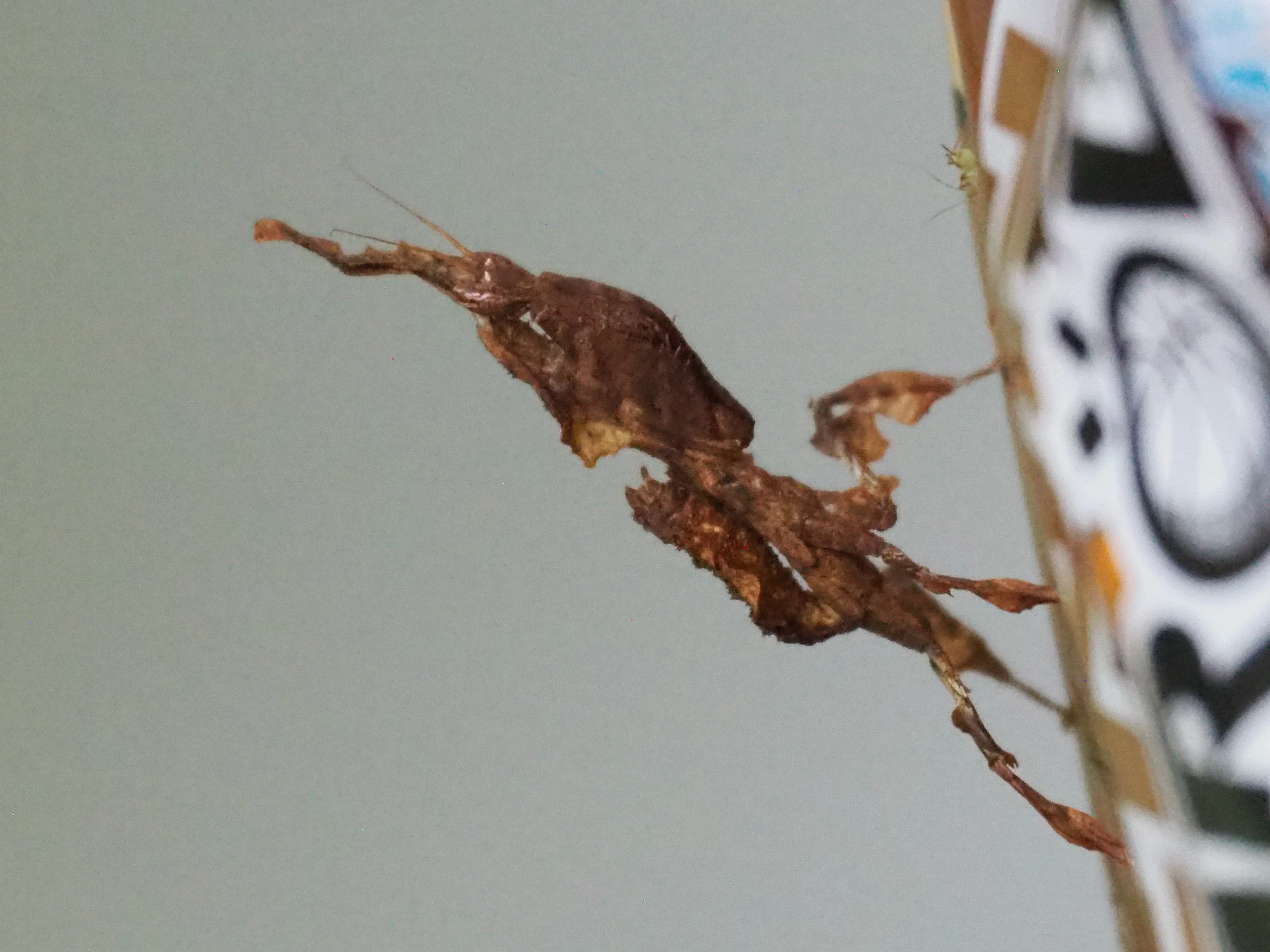 Phyllocrania paradoxa — Bild 2 von 3