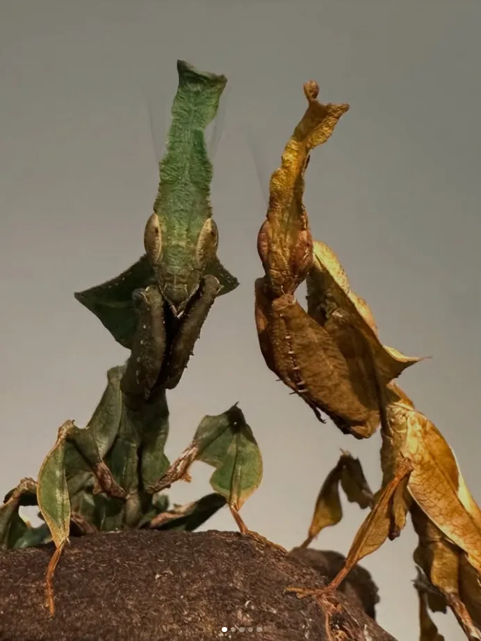 Foto von Phyllocrania paradoxa